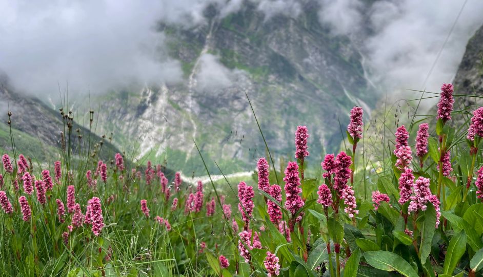 Valley of Flowers Checklist